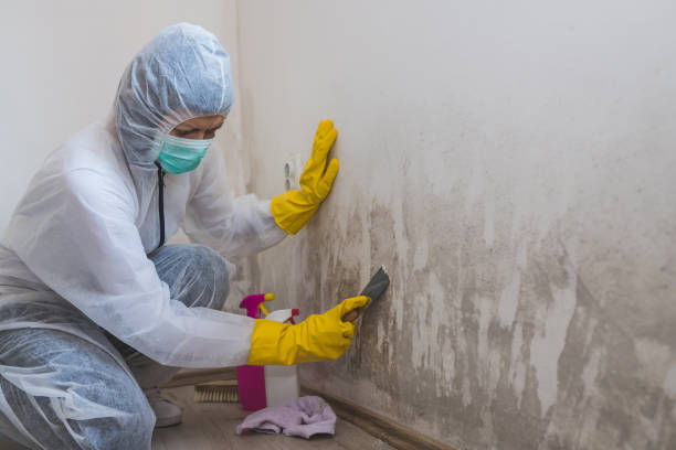 Columbia, MO Mold Removal Company